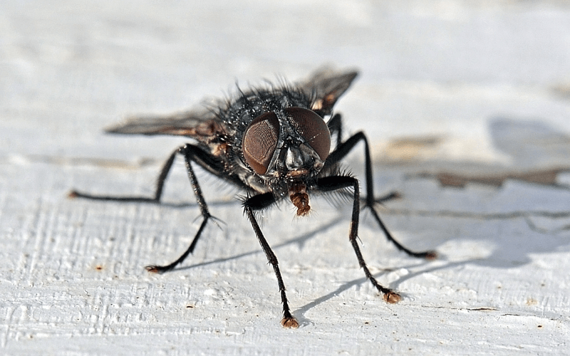 Black Fly Population Surges Amid Spain's Heatwave: Navigating Bite Prevention